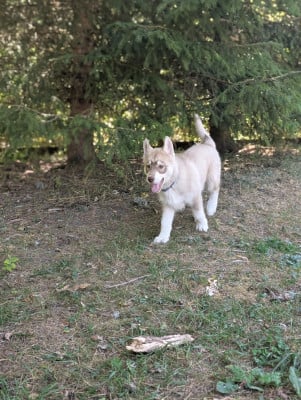 Les chiots de Siberian Husky