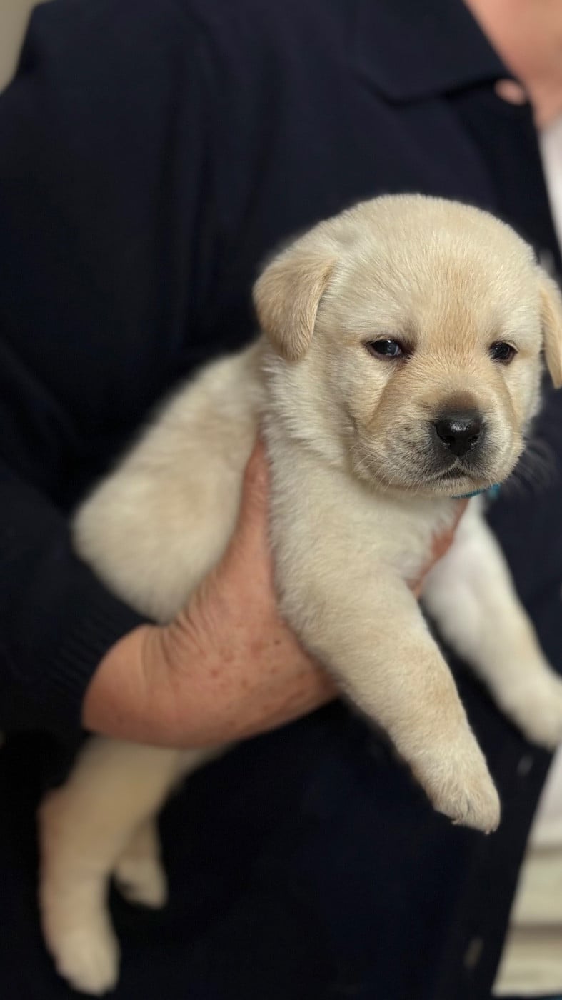 Chiot N°1 bleu