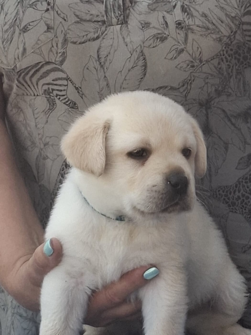 Chiot N°1 bleu