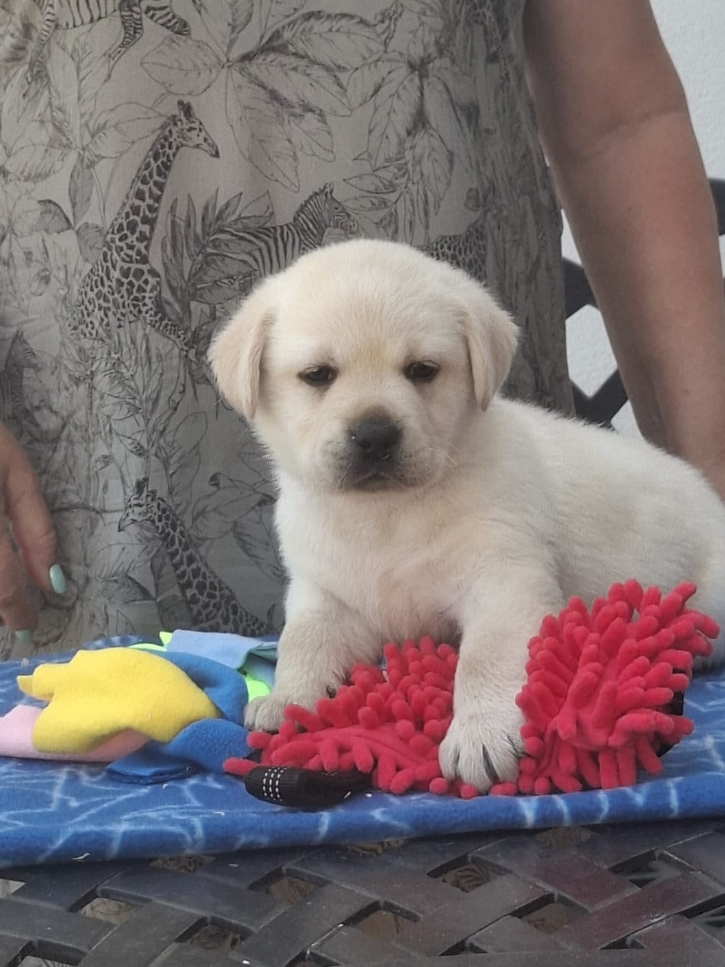 Chiot N°1 bleu