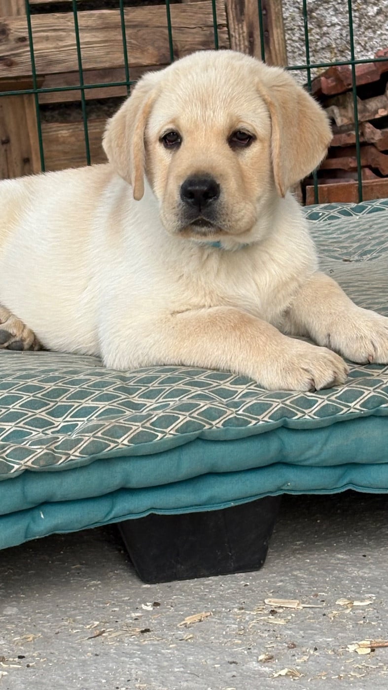 Chiot N°1 bleu