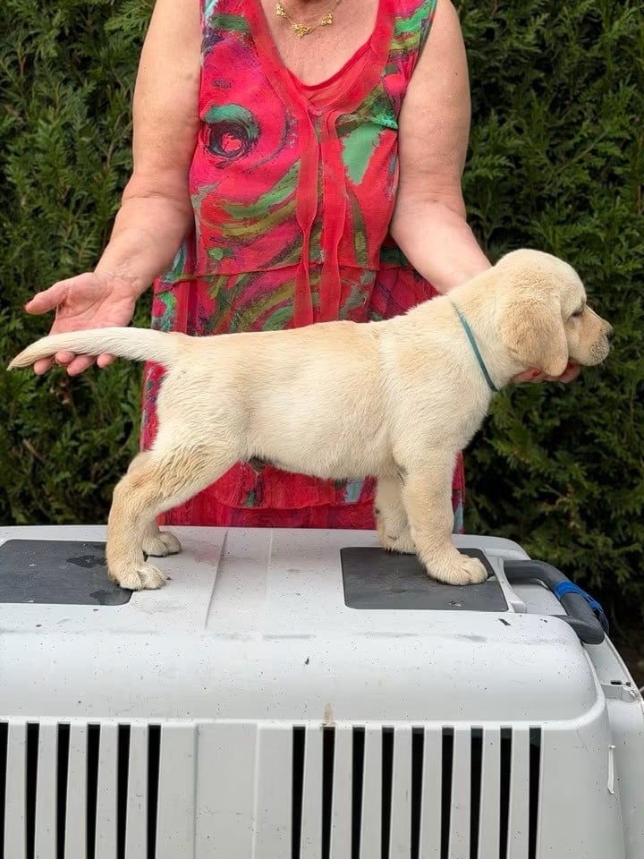 Chiot N°1 bleu
