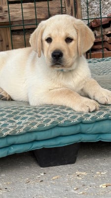 Les chiots de Labrador Retriever