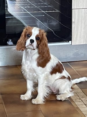 De La Princesse Bormas