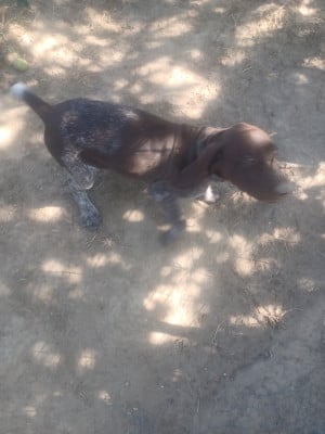 Les chiots de Braque allemand à poil court