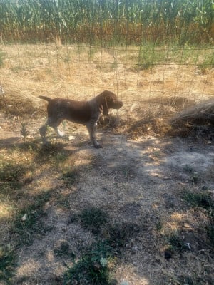 Les chiots de Braque allemand à poil court