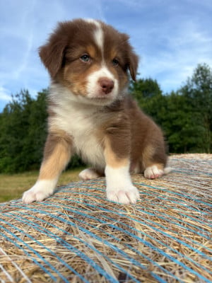 Les chiots de Berger Australien