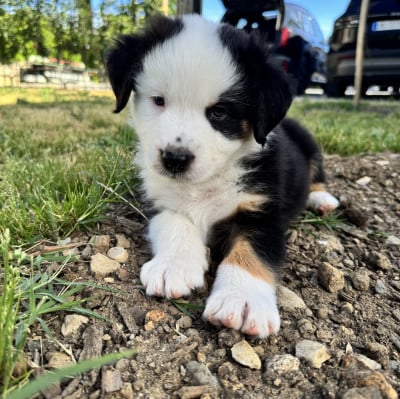 Les chiots de Berger Australien