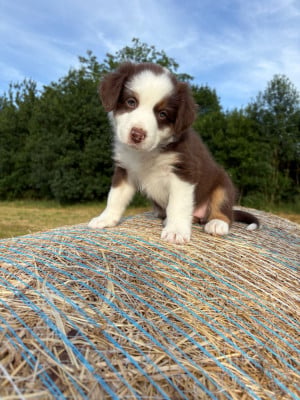 Les chiots de Berger Australien