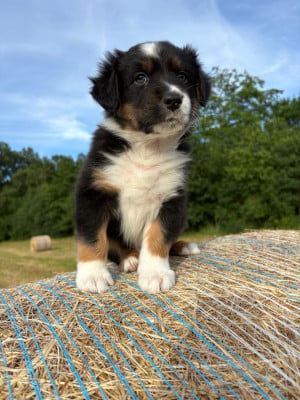 Les chiots de Berger Australien