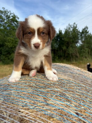 Les chiots de Berger Australien