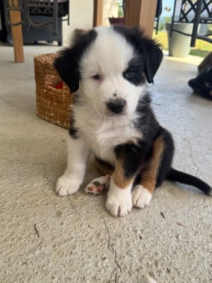 Les chiots de Berger Australien