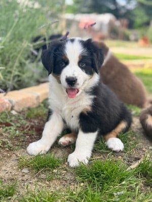 Les chiots de Berger Australien