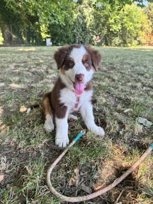 Les chiots de Berger Australien