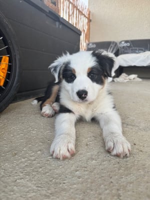 Les chiots de Berger Australien
