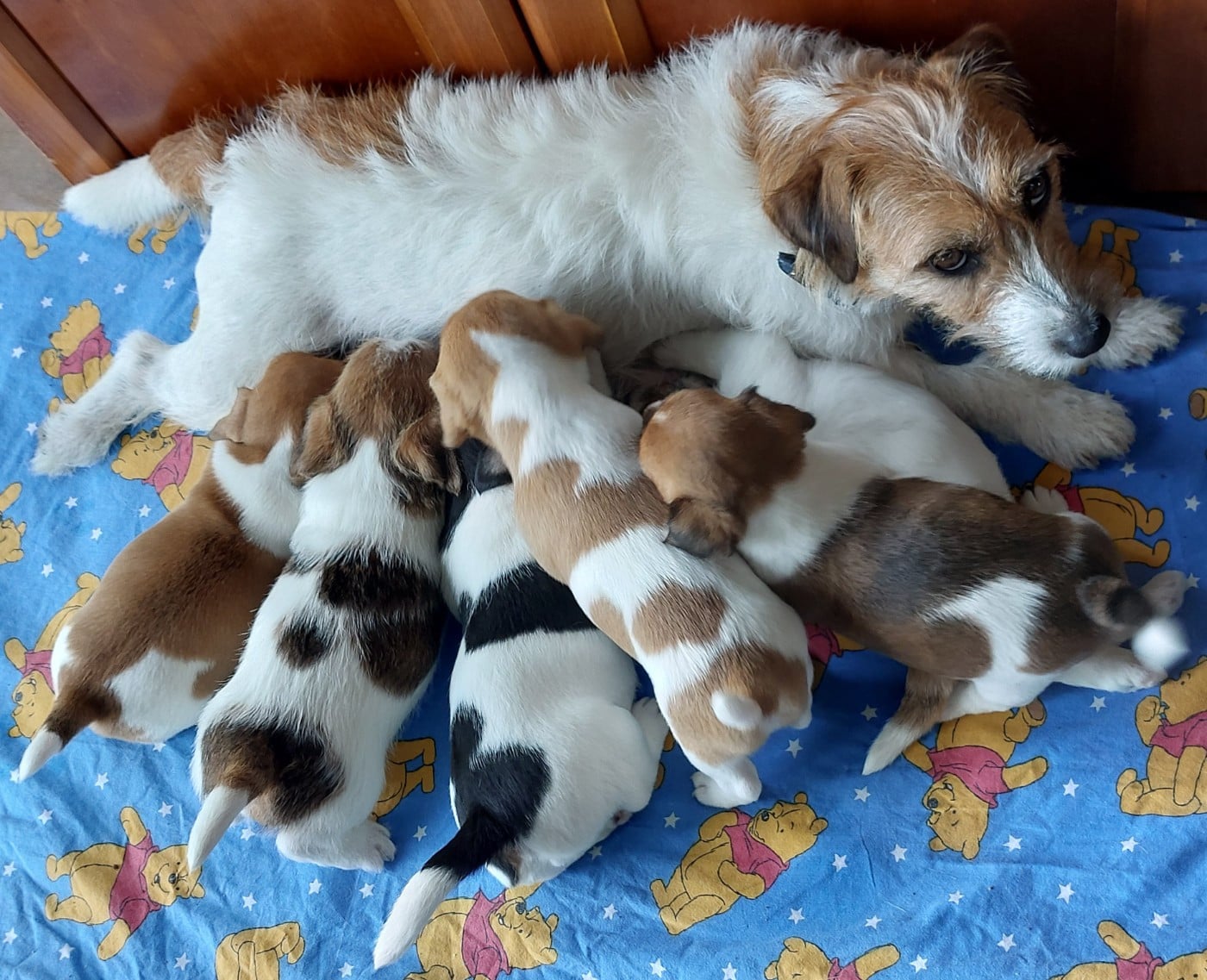 Jack Russell Terrier - Des Hermines De La Helle