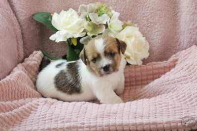 Les chiots de Jack Russell Terrier
