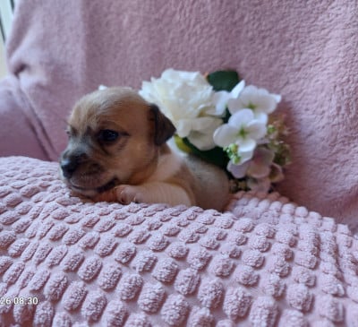 Les chiots de Jack Russell Terrier