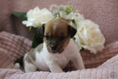 Les chiots de Jack Russell Terrier