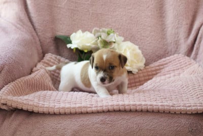 Les chiots de Jack Russell Terrier