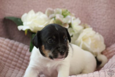 Les chiots de Jack Russell Terrier