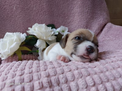 Les chiots de Jack Russell Terrier