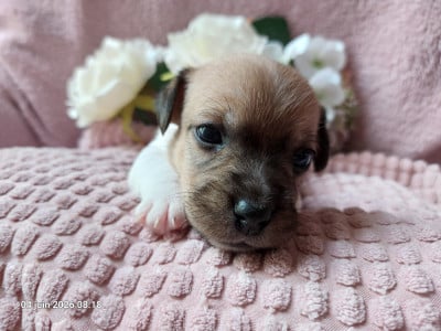 Les chiots de Jack Russell Terrier