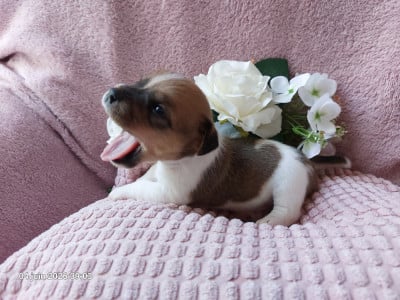 Les chiots de Jack Russell Terrier