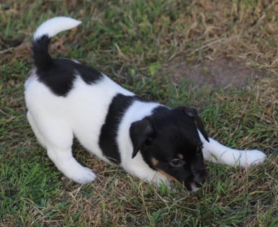 Les chiots de Jack Russell Terrier
