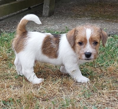 Les chiots de Jack Russell Terrier
