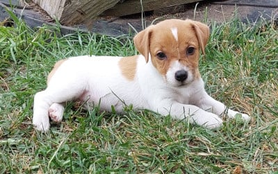 Les chiots de Jack Russell Terrier