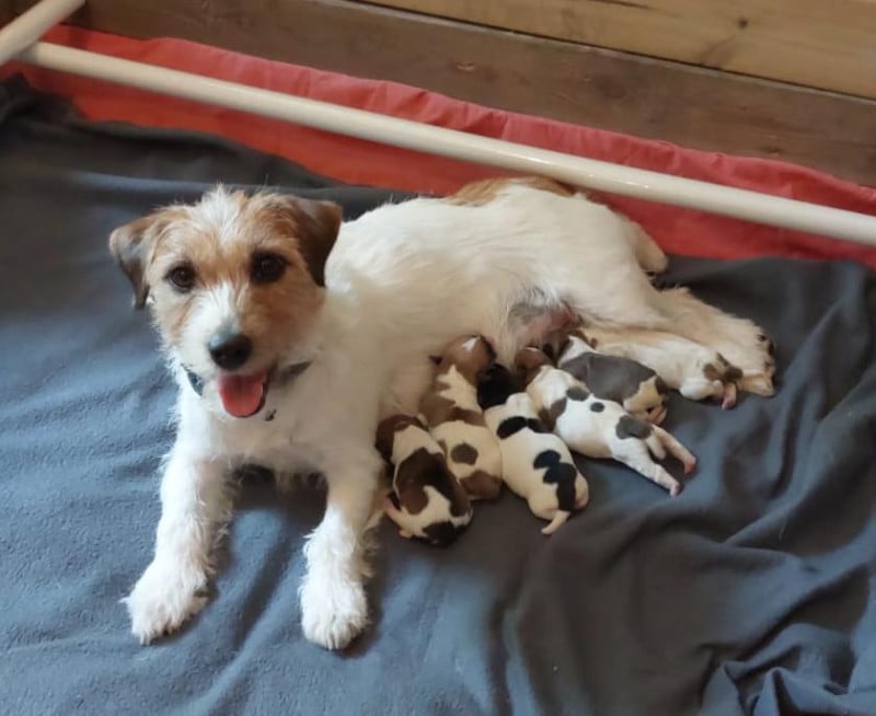 Jack Russell Terrier - Des Hermines De La Helle