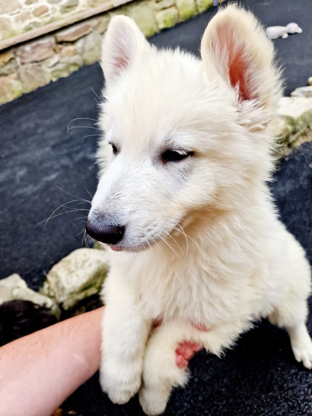 Billy - Berger Blanc Suisse