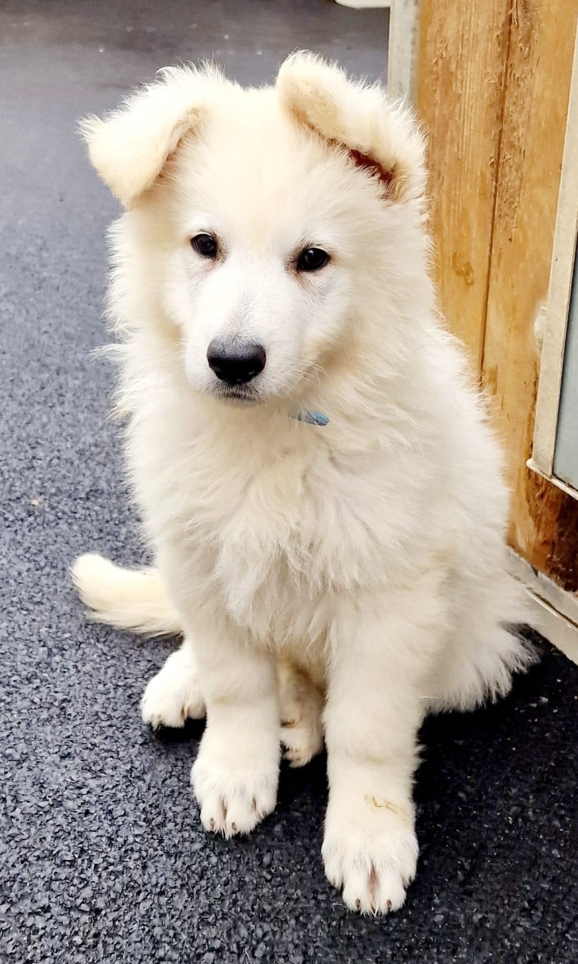 Banjo - Berger Blanc Suisse