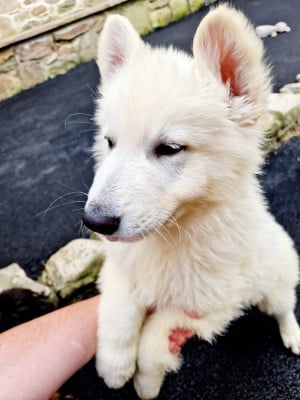 Les chiots de Berger Blanc Suisse
