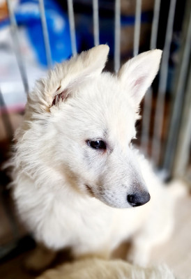 Les chiots de Berger Blanc Suisse
