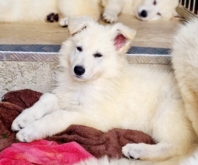 Les chiots de Berger Blanc Suisse