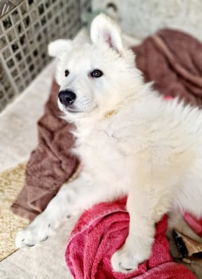 Les chiots de Berger Blanc Suisse