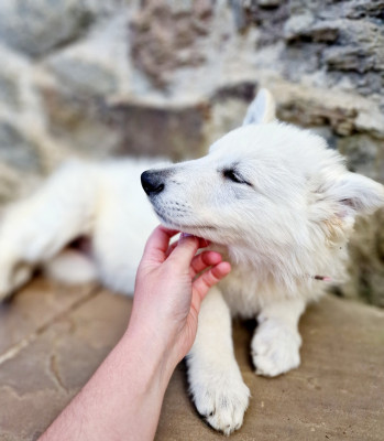 Les chiots de Berger Blanc Suisse