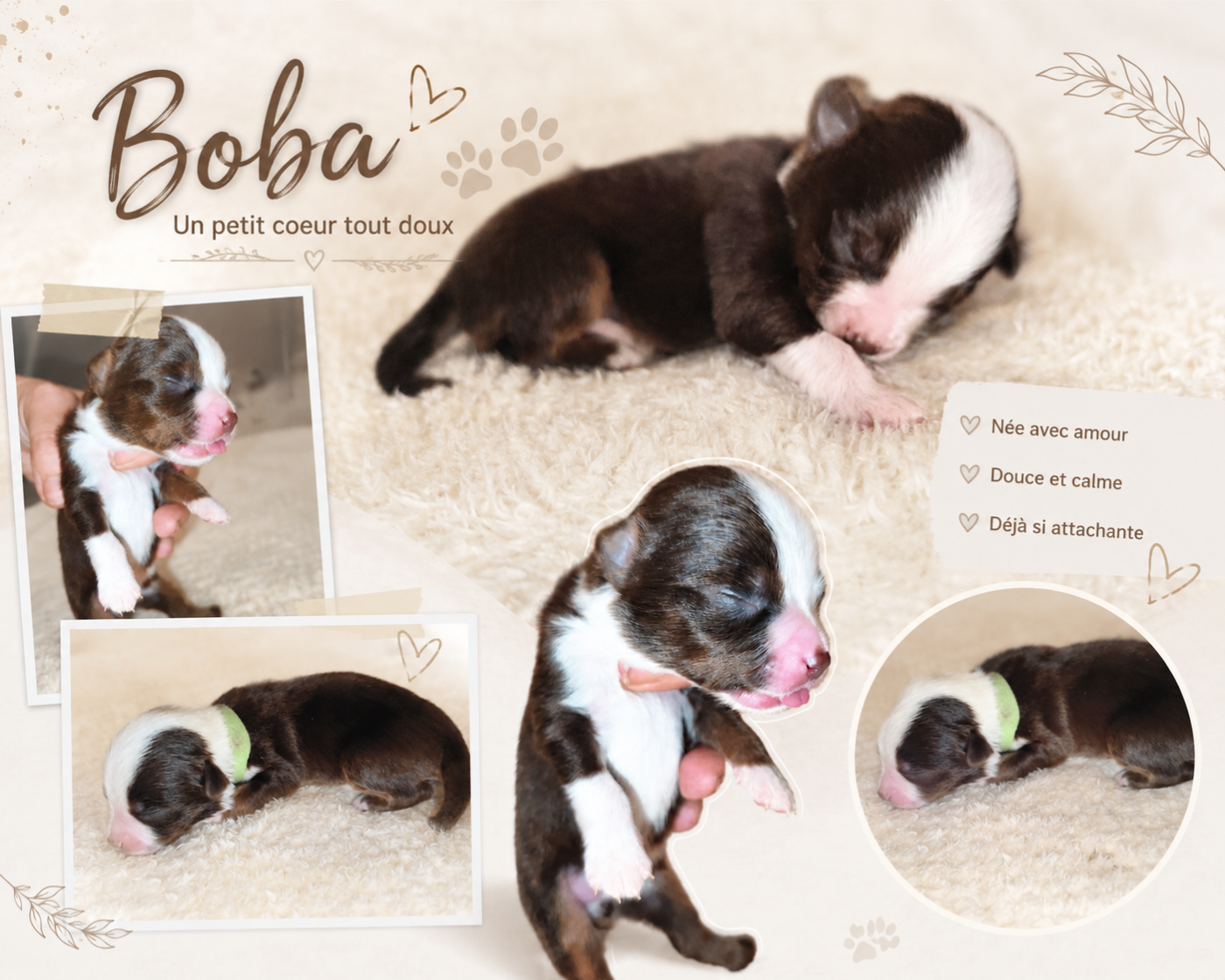 Booba DU PRESTIGE MINI BERGER - Berger Américain Miniature 