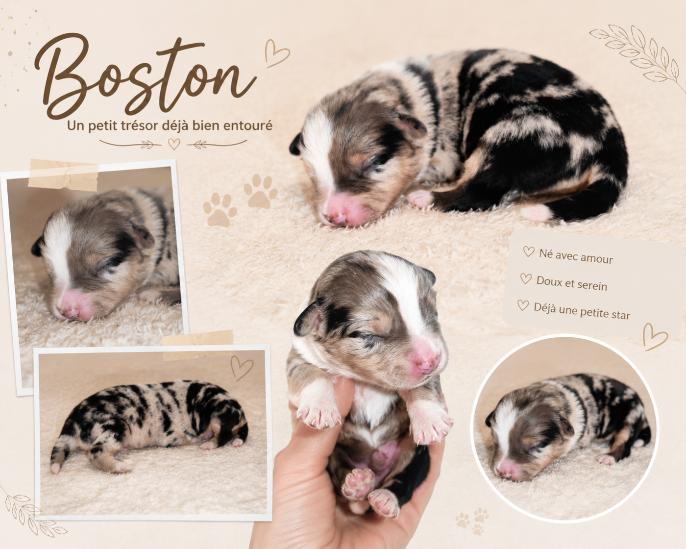 Boston DU PRESTIGE MINI BERGER - Berger Américain Miniature 