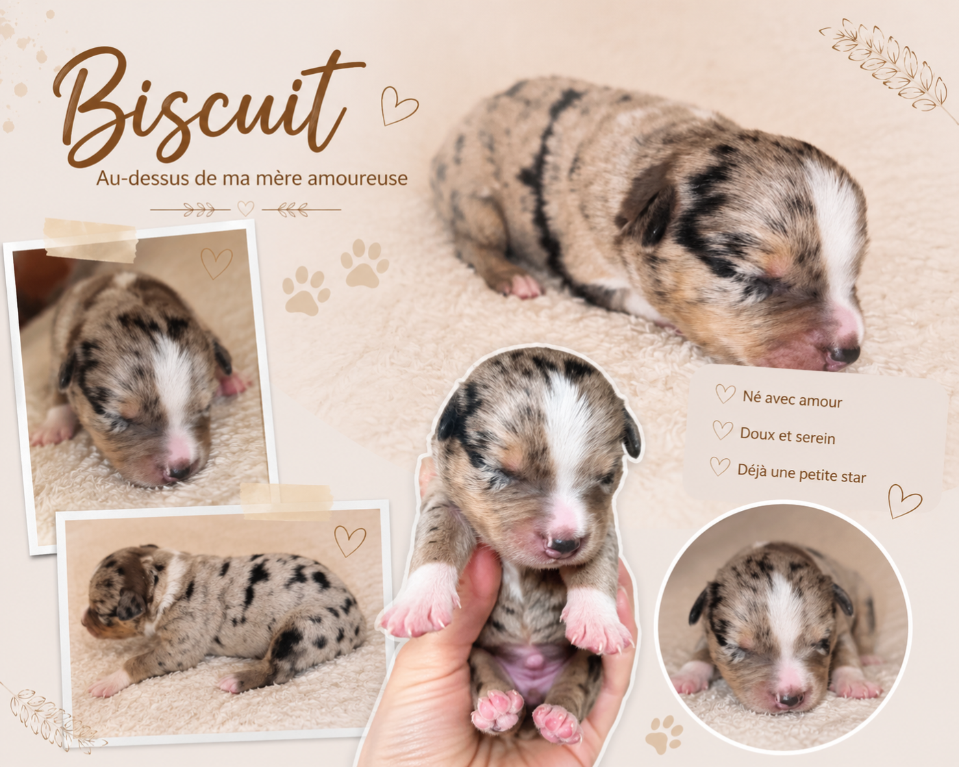 Biscuit DU PRESTIGE MINI BERGER - Berger Américain Miniature 