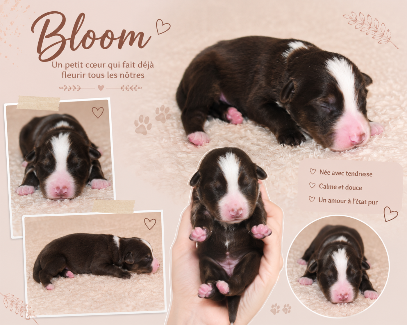 Bloom DU PRESTIGE MINI BERGER - Berger Américain Miniature 