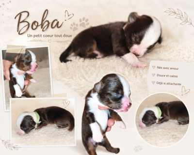 Les chiots de Berger Américain Miniature 