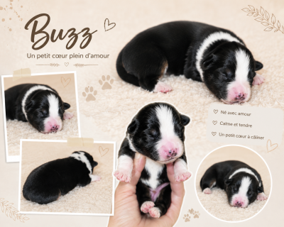 Buzz DU PRESTIGE MINI BERGER - Berger Américain Miniature 