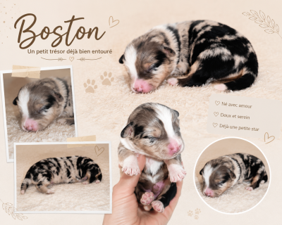 Boston DU PRESTIGE MINI BERGER - Berger Américain Miniature 