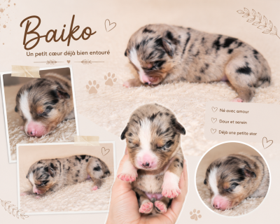 Baiko DU PRESTIGE MINI BERGER - Berger Américain Miniature 
