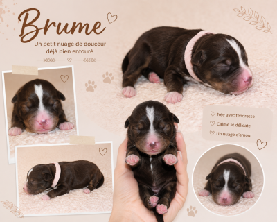 Brume DU PRESTIGE MINI BERGER - Berger Américain Miniature 