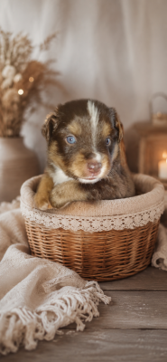 Les chiots de Berger Américain Miniature
