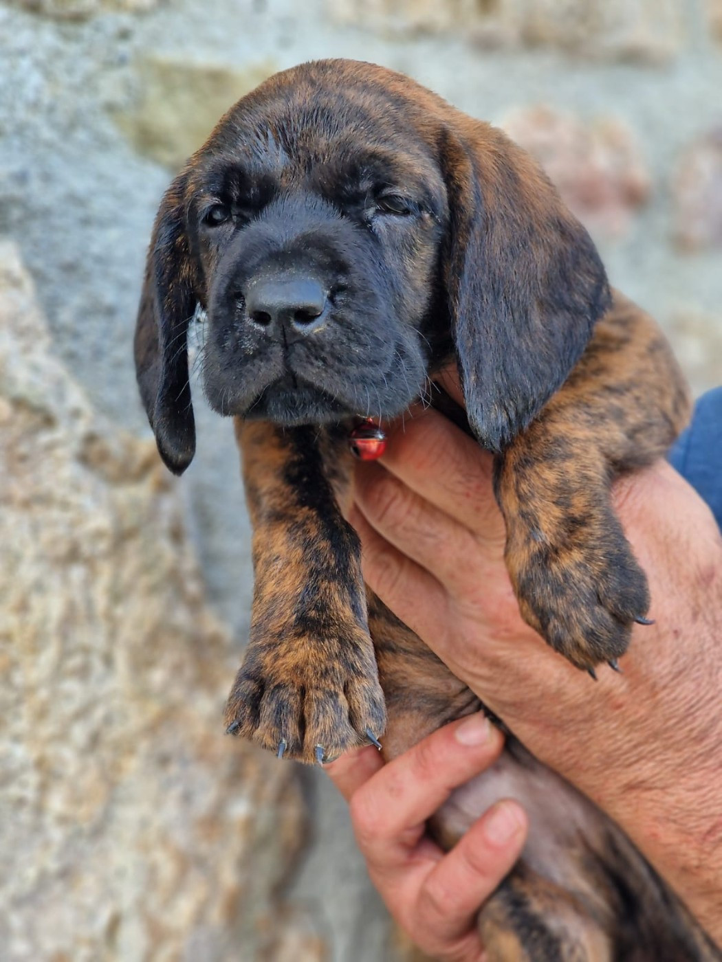 Chiot N°3